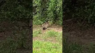mongoose #fishing #life #mongoose #animals #hobby #nature #fish #cats
