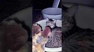 #trap трап трап трап трап