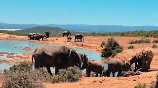 Elephants in and around the water in Addo Elephant National Park, South Africa