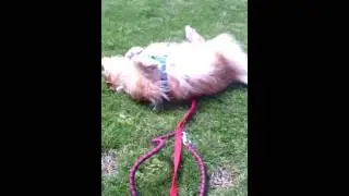 Kira beim Wuzeln