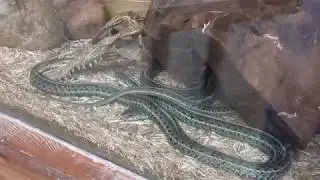 Exmoor Zoo 2018