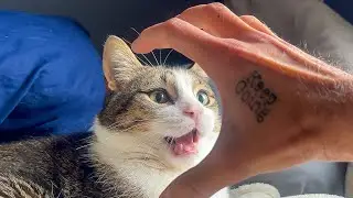 play fighting with my weird ass cat