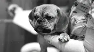 Animal Care Centre of Strathmore