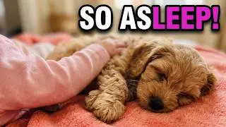 Cavapoo Puppies & Baby Sleep