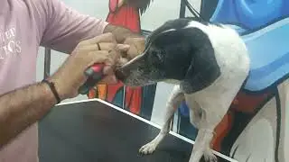 Bugatti my dog 🐕 ear cleaning and nail cutting full video part(3) jabalpur mp contact no- 6392147032