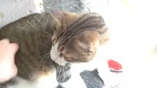 My Cat Weber!!!!