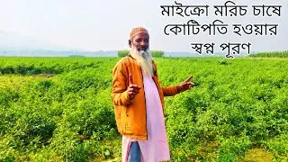 মাইক্রো মরিচ চাষ করে কোটিপতি হওয়ার স্বপ্নপূরণ। Chilli cultivation video.