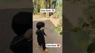 cow 🐄 love #adityavlogs shorts #cutebaby #trending #viral #shortsfeed#cow video