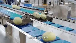 Melon washing, air drying, weight sorting and manual packing line