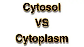 الفرق بين السيتوبلازم و السيتوسول - Cytoplasm VS Cytosol