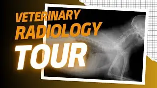 Inside a Veterinary Radiology Room: How Vets Use X-Rays to Save Lives!