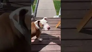 Half dog half pig. All good boy. Volume up! #shorts #dog