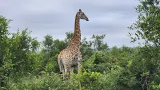 Maple Leaf Giraffe (Masai Giraffe) in the Kruger National Park