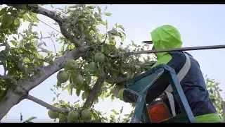 The Source Live: Rainier Fruit Co.