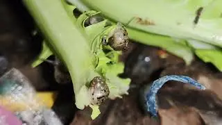 Smallest Baby Snail Growing & Eating Green Lettuce 