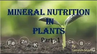 Mineral Nutrition in Plants