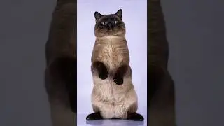 Внимание! Навязчивая реклама красивейшего котика, который ищет 🏠 #симба #шанснажизньмоздок