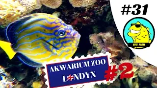 Zoo Londyn cz.2 Akwaria morskie i rafowe BiG Fish 031