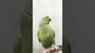 cute parrot voice video #parrot #talkingparot