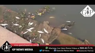 #Shocking | Dead fishes floating in Tar River Mapusa. What maybe the reason of this  ?