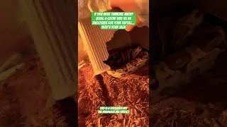 STOP Wasting Money on Snake Enclosures! Try THIS Instead! 🐍🔥