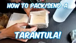 How to pack a Tarantula!