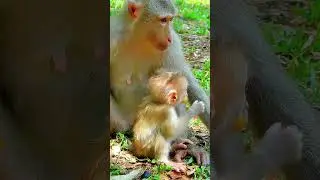 Cute monkey Mollie as ks for milk much time, Lovely Mollie action cleverly. #babymonkey #MonkeyLife