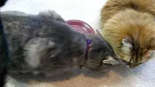 baked cats again