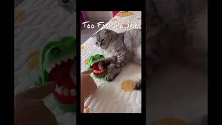 [Insane Reflex] This Cat&rsquo;s Reaction Speed Will Shock You!