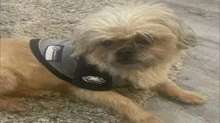 Runaway pets are an issue after they were spooked by 4th of July fireworks