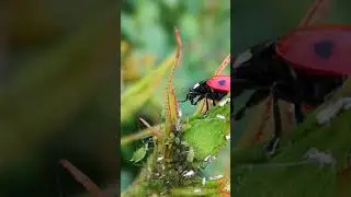 Lepatriinu 🐞