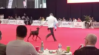 EUROPEEN DOG SHOW PARIS 2022
