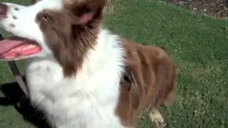 K9 Kindness and Walk Your Dog With Love dog harness Vet School No Choke Challenge