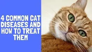 4 Common Cat Diseases and How to Treat Them