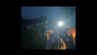 Night In cow on the road#anycrazy #shorts