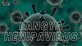 Why it's worth keeping 'close eye' on new Langya virus that's infecting dozens in China