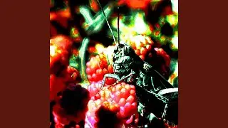 Day of the Locust