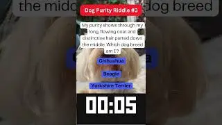 Dog Purity Riddle #3 #shortsriddles #riddleschallenge #dogriddles #dogpuritycheck #dogpuritytest