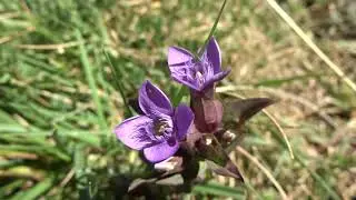 Genciana de campo: Gentianella campestris (www.riomoros.com)