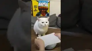 Cute cat's reaction to magic trick ... Amazing 😹 #shorts Please, subscribe ⬇️