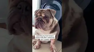 The cheek of it. Now I've seen it all😒🐕✨️ #bulldog #shorts #englishbulldog