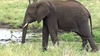 African Elephants Gathering at a Muddy Watering Hole in the Savanna