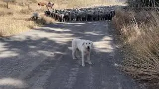 Unega Mountain Dog Rescue