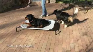 Board and Train By K9-BootCamp