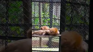 Primate Shenanigans: A Comedy of Errors