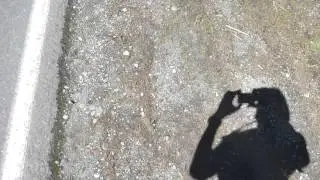 Little Si + Mailbox Peak + Mt Si trail run 7/10