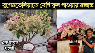 বুগেনভেলিয়াতে বেশি ফুল আনতে এটা এক চামচ দিলেই হবে 