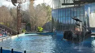 Dolphin Tricks & Flips - 4K Stock Footage for Free Use