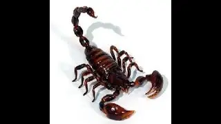 Gay scorpions theme