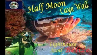Scuba Diving Half Moon Caye Wall, Lighthouse Reef Belize. 4K